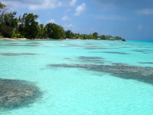 Snorkel site #1. Fish mostly around the coral reefs