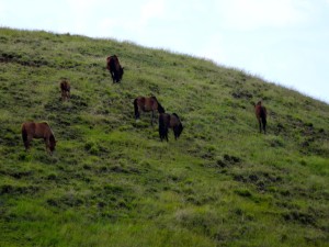 Wild horses on hillside. 