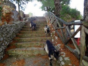 Goats encountered during a hike.